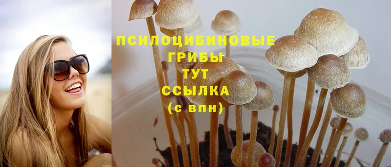 Галлюциногенные грибы Psilocybine cubensis  Алексеевка 